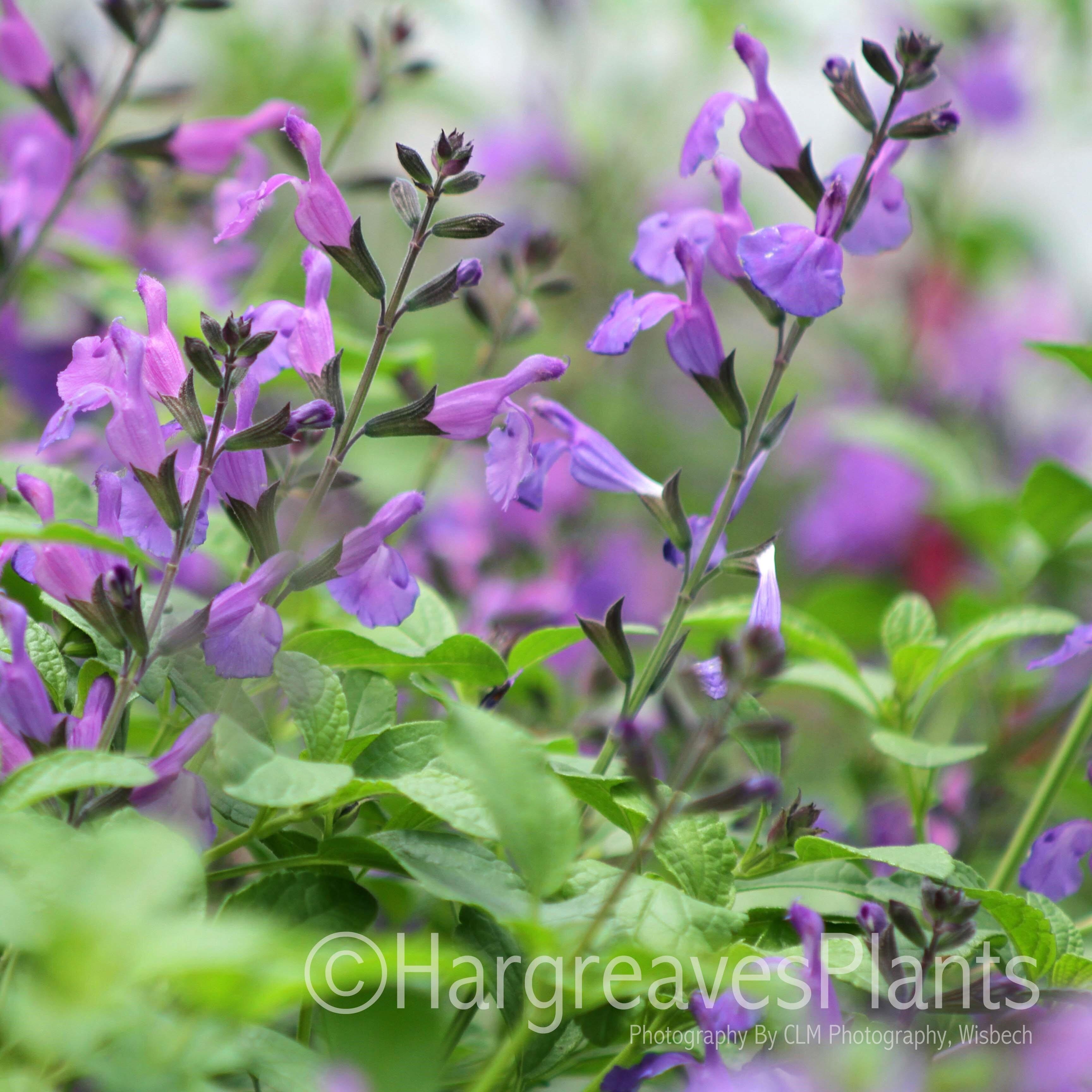 FlowerBuddies's profile picture. We work in the wonderful world of Ornamentals....our nursery is full of beautiful plants, come & say hello