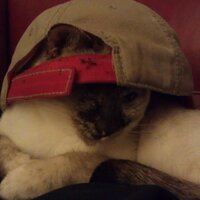 Emily (@emilymokler) 's Twitter Profile