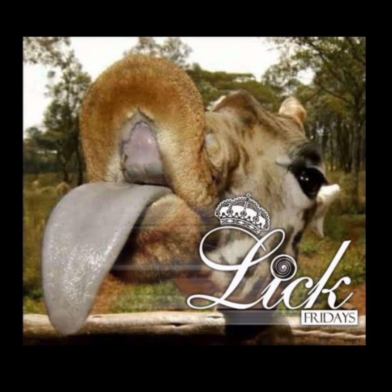 LickFridays Profile Picture