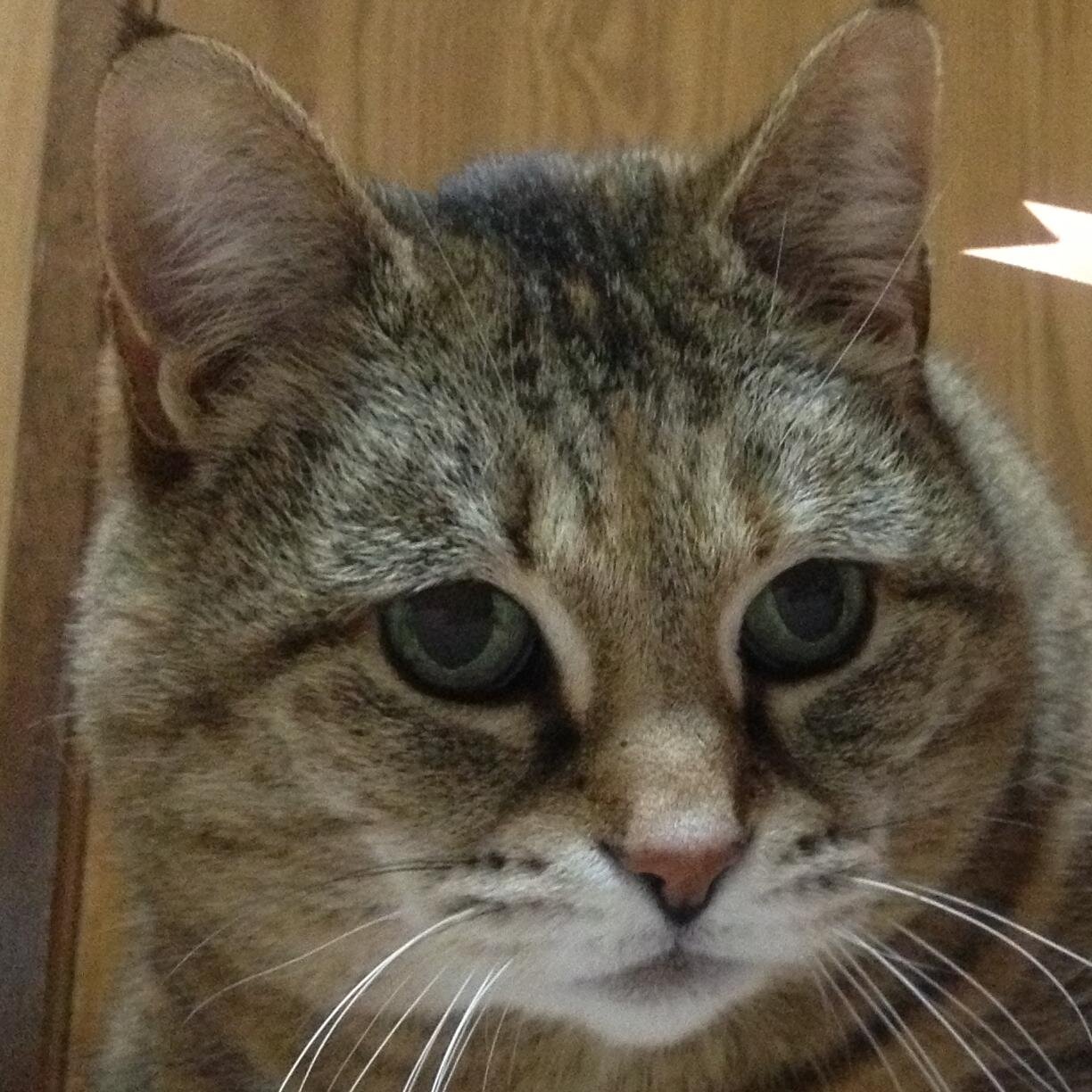 mikekokurochibi's profile picture. 