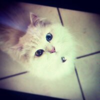 looneea (@looneea_2) 's Twitter Profile