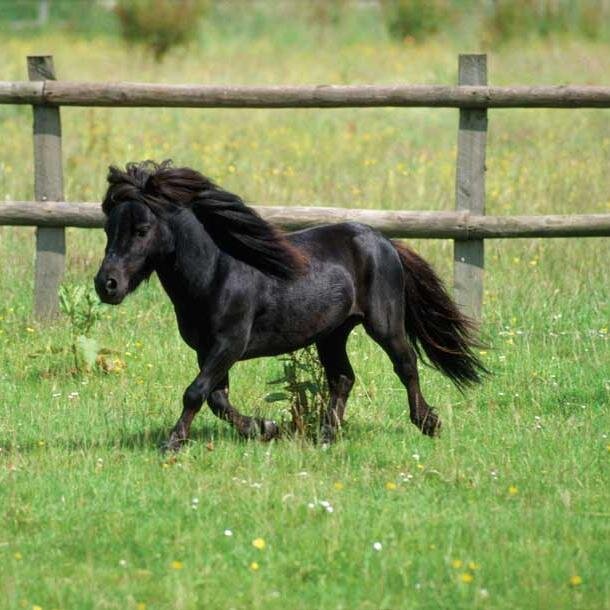 darkpony687's profile picture. 