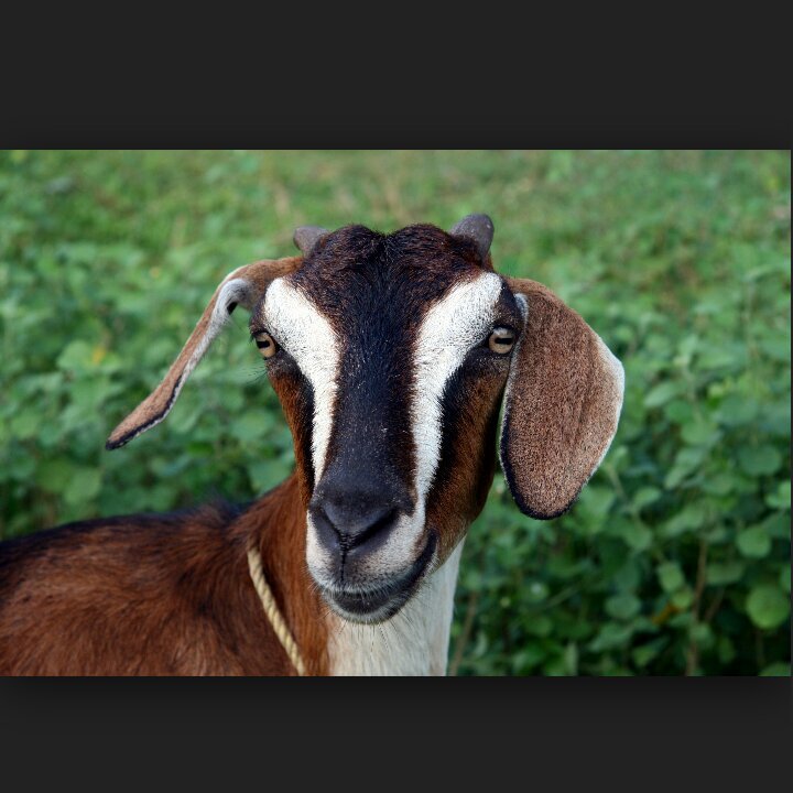 Baaaah