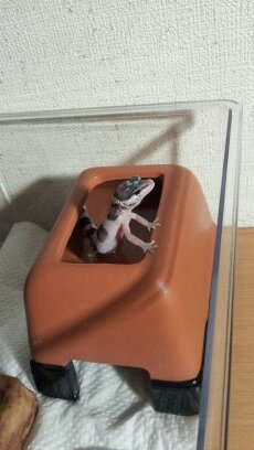 レオパ初心者です！爬虫類好きです。レオパもっと飼いたいなー！クランウェルとかベルツノも飼ってみたい(o^^o)