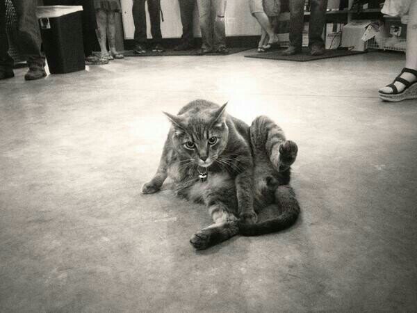 DistilleryCats's profile picture. The official twitter account of the @ADKDistillingCo cats, Gin + Tonic. RT absolutely means an endorsement. We're cool like that.