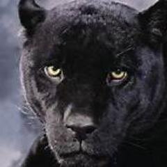 FitoFitolas's profile picture. 