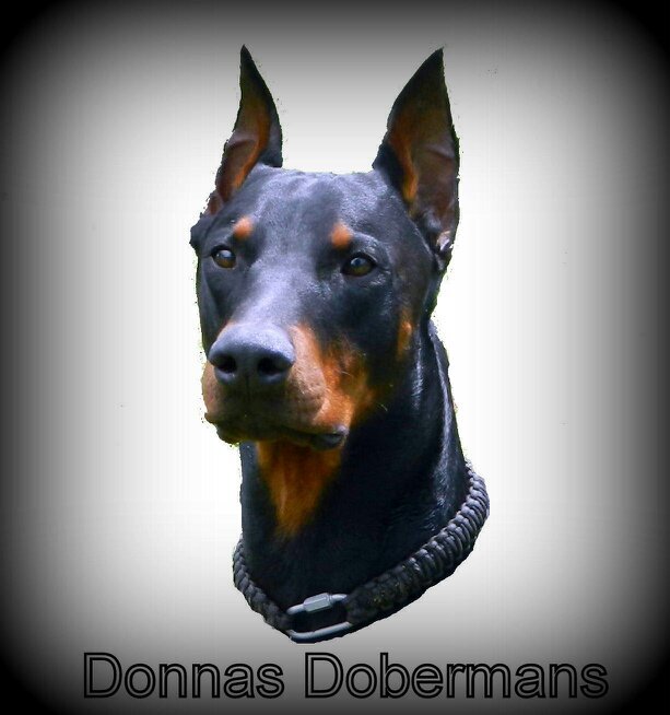 I breed Doberman Pinschers from American and European Champion blood lines.
My dogs are family members, show dogs, and working dogs.