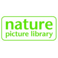 NaturePictureLibrary(@naturepl) 's Twitter Profile Photo