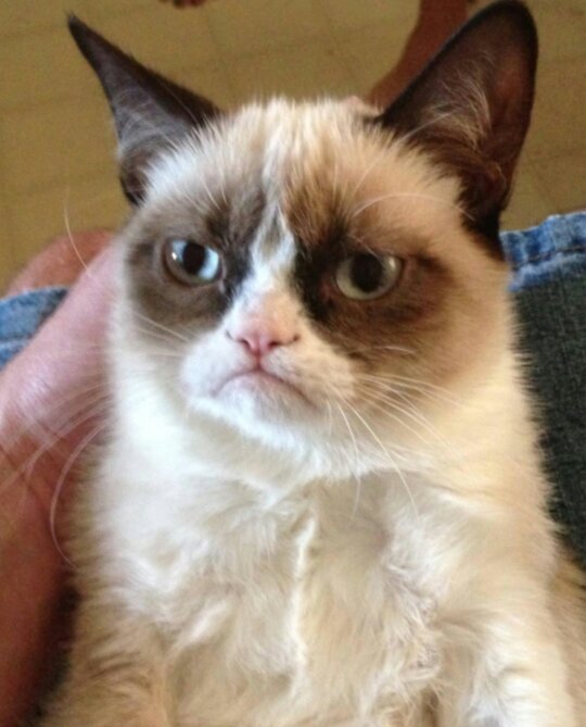 Have you got a problem? Who cares...     People find me funny so I hate them!             Not associated with Original Grumpy Cat @RealGrumpyCat