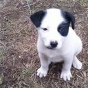 Celso Pardo Vence - @novato1955 - Twitter