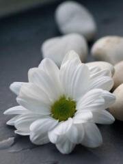 FFFatigue's profile picture. A grouping of therapists with specific interest and expertise in helping people with fatigue conditions such as Fibromyalgia, ME and Chronic Fatigue Syndrome