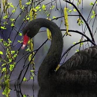 Schwanenschwarz's profile picture. Milchmädchen. DickBlaßLangweilig.  
🇪🇺

mein Herz sitzt am linken Fleck

              !B