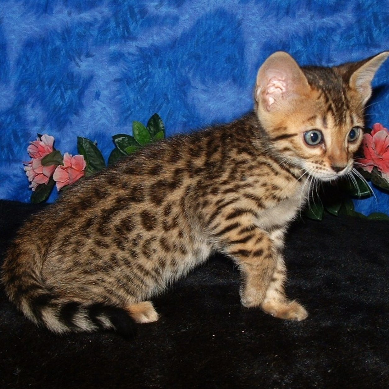 She-cat, bengal, blue eyes, 13 moons old, mom: Unknown, dad: Unknown, clan: none, mate: none # wants mate# has a crush on Waterkit# has a secret...