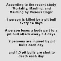 The lies, myths, hidden history and propaganda about the American Pit Bull Terrier END HERE. From the breeds history of bull baiting, to the fighting ring.