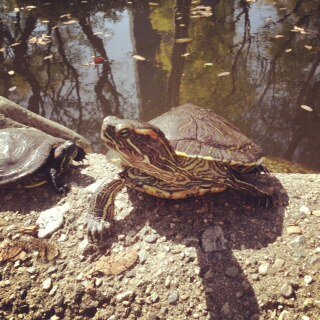 Table_Read's profile picture. a weird little audio show, coming in summer 2014