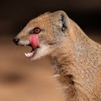 Mongeezy fo Sheezy (@mongoose_f3) 's Twitter Profile Photo Mongeezy fo Sheezy (@mongoose_f3) 's Twitter Profile Photo