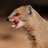 Mongoose_F3's profile image