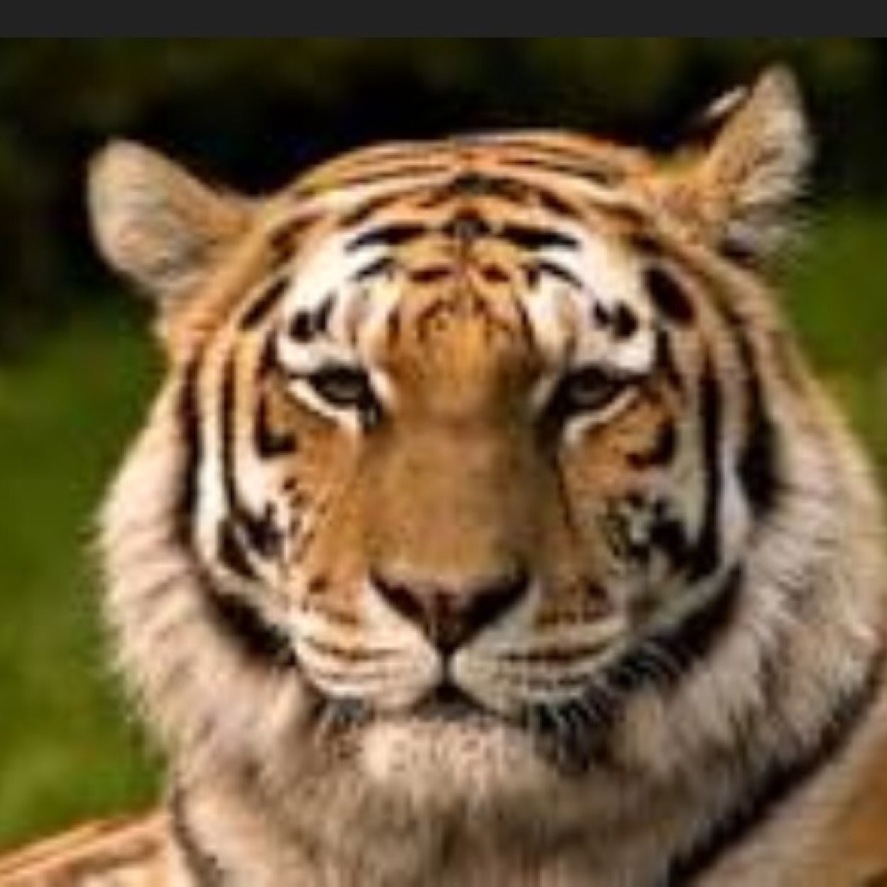 terrelldatiger's profile picture. Yo dont mess wit the farm animals they will fuck you up