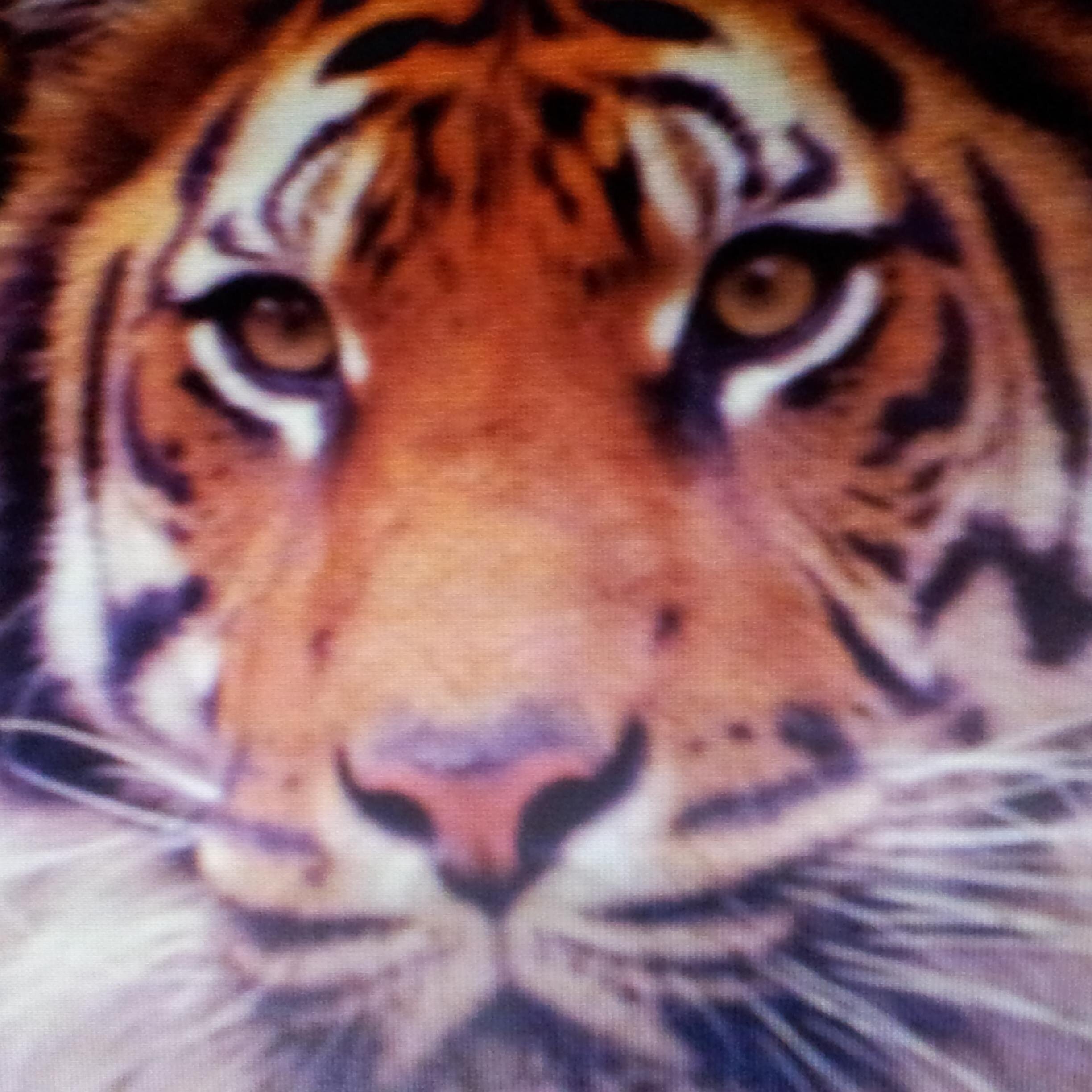 mikeswift244's profile picture. 