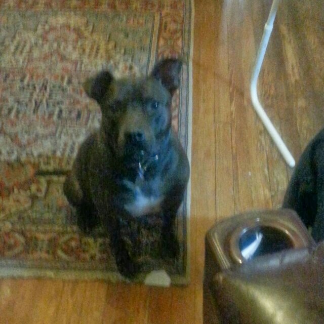 6 yr old Pit bull