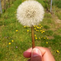 Hannelore (@msremagen) Twitter profile photo