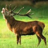 hYrsch (@leo_hyrsch) 's Twitter Profile