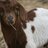 AgArtsUS's profile image