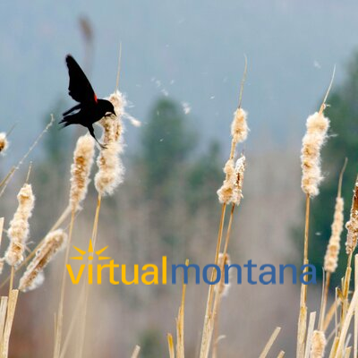 The Montana website for people who love Montana: fantastic photos, stunning scenery, fun facts, vacation information, travel tips, etc. http://t.co/RareshaKsQ