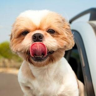 worldofpetsusa's profile picture. Pet store located in Danville VA. We carry reptiles,birds,fish,puppies,rabbits,hamsters,guinea pigs, and any of the supplies needed for them.