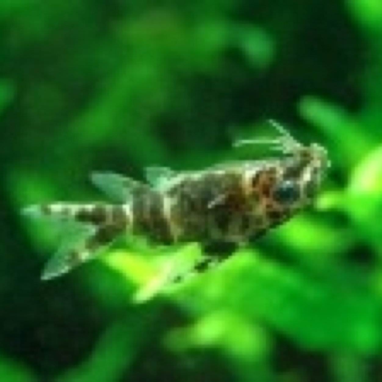 sakasanamazu's profile picture. 背泳ぎが得意ななまずです。時には単車にまたがり、時には矢を投げ、時には革を縫います。最近は自転車にも乗れるようになりました。