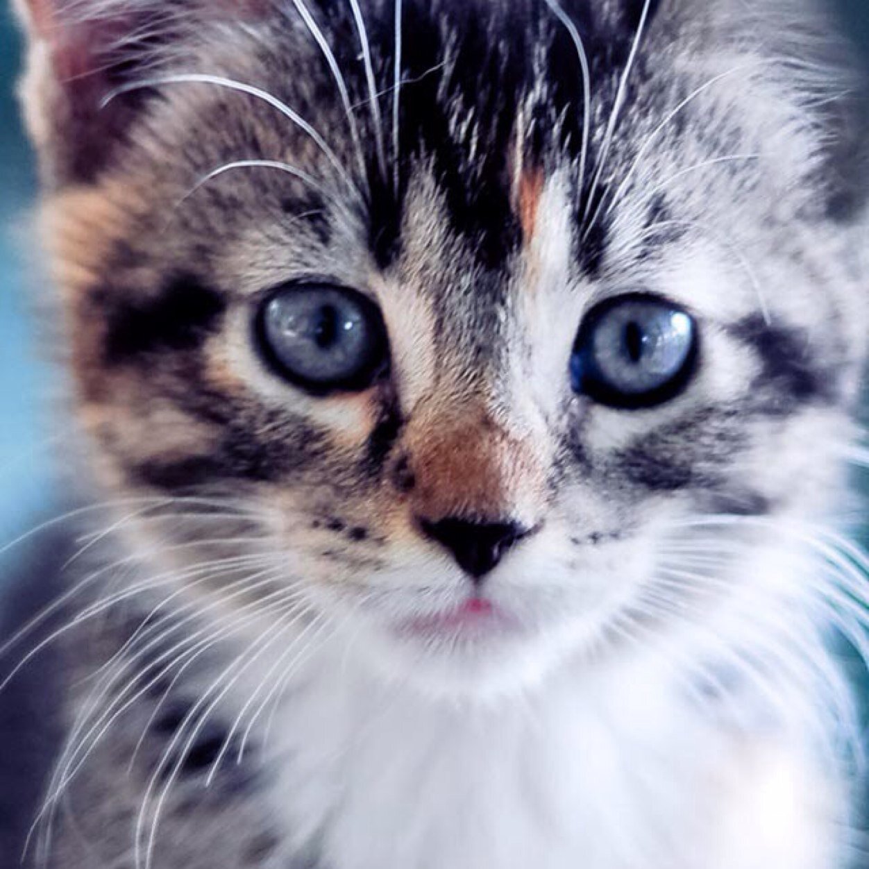 baseball_b08's profile picture. CARDINALS ARE THE BEST TEAM IN THE MAJOR LEGAUGES BASEBALL
⚾️⚾️⚾️⚾️⚾️⚾️⚾️⚾️⚾️⚾️⚾️⚾️⚾️
THESE ARE MY FAVORITE BASEBALL PLAYERS YADI ADAM AND MATT basketball