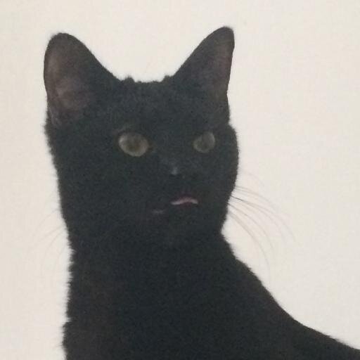 catfacts88's profile picture. 