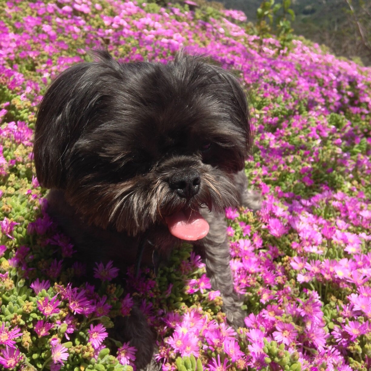 BitcoinDiplomat's profile picture. Protect the protocol of the decentralized ledger known as Bitcoin.