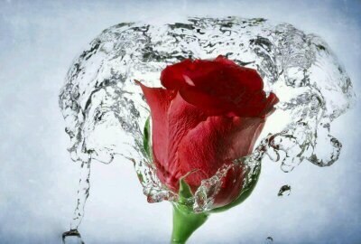 ‏‏‏لاشيء سوى اني انثى بسيطة ربْت علئ يد رجل عظيم وسيدة عظيمة ...