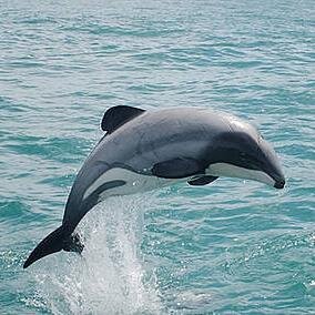 Let's Save the Maui Dolphins Together!

Head to: http://t.co/LxnR6m640v
