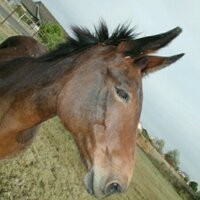 lehimesa (@lehimesa) 's Twitter Profile
