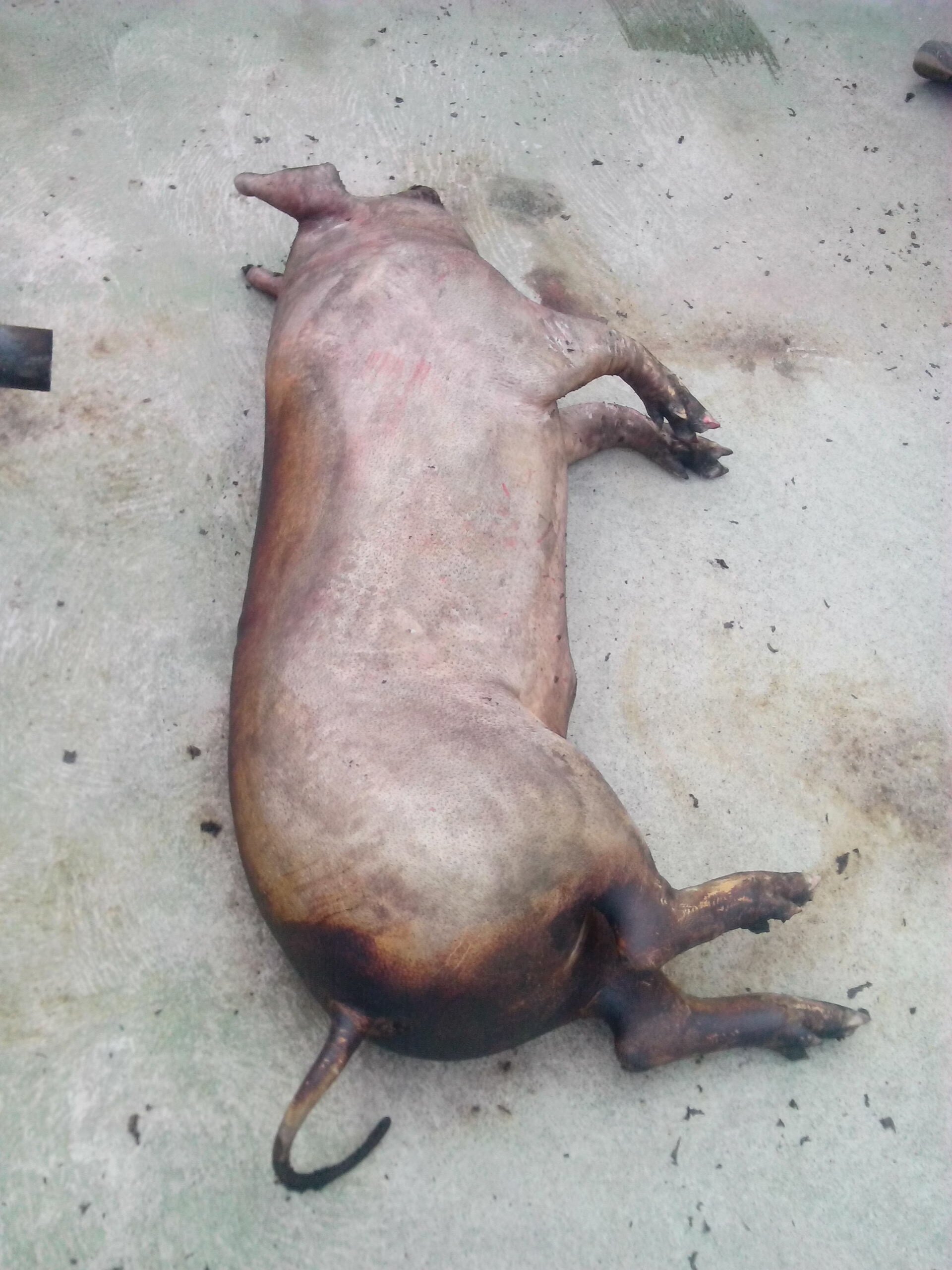 CANDIDO97138458's profile picture. 