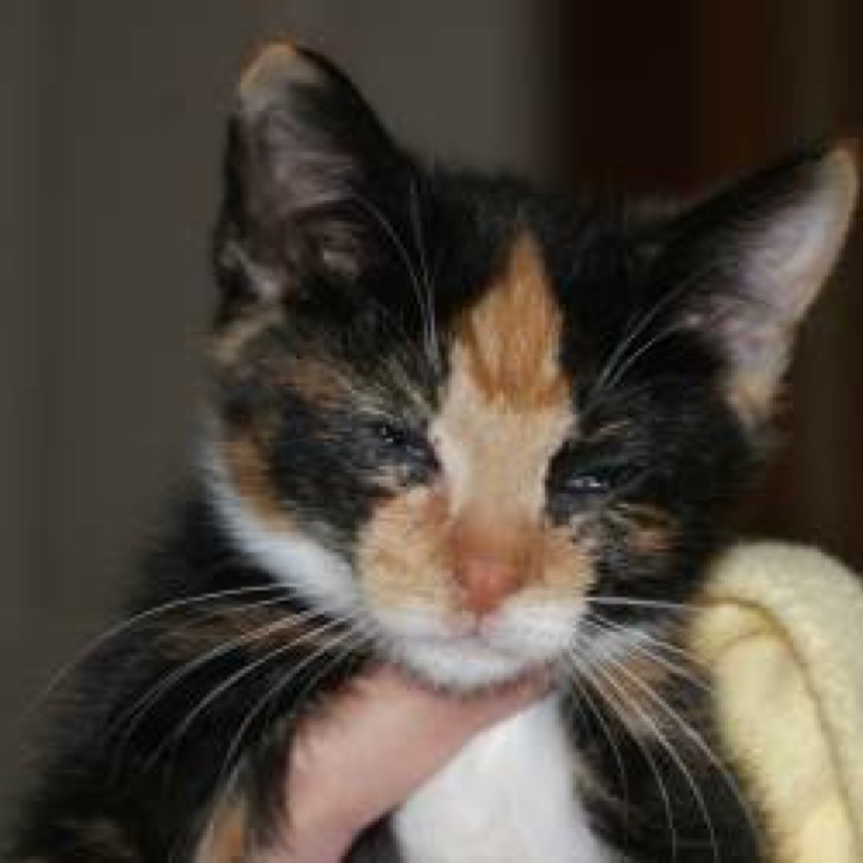 rhondajoy96's profile picture. Dislikes discrimination, cruelty and extremists of all persuasions.