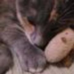 ImUnderTheBus's profile picture. I'm a cat. New Orleans. Corruption fighter in Louisiana. WTUL News & Views DJ. Government watchdog. Human rights advocate. Will not respond to offensive content