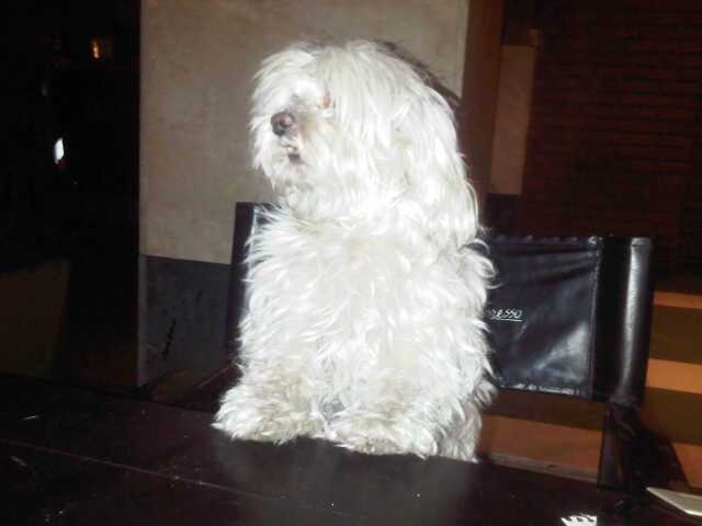 veronicasilvera's profile picture. 