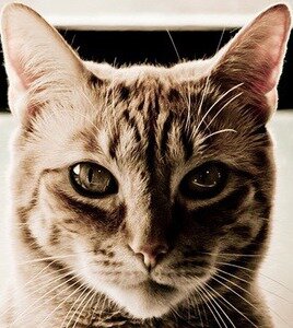 Leushin2014's profile picture. 