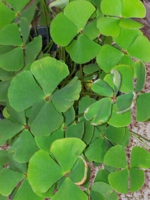 ClaytonrRibeiro's profile picture. 