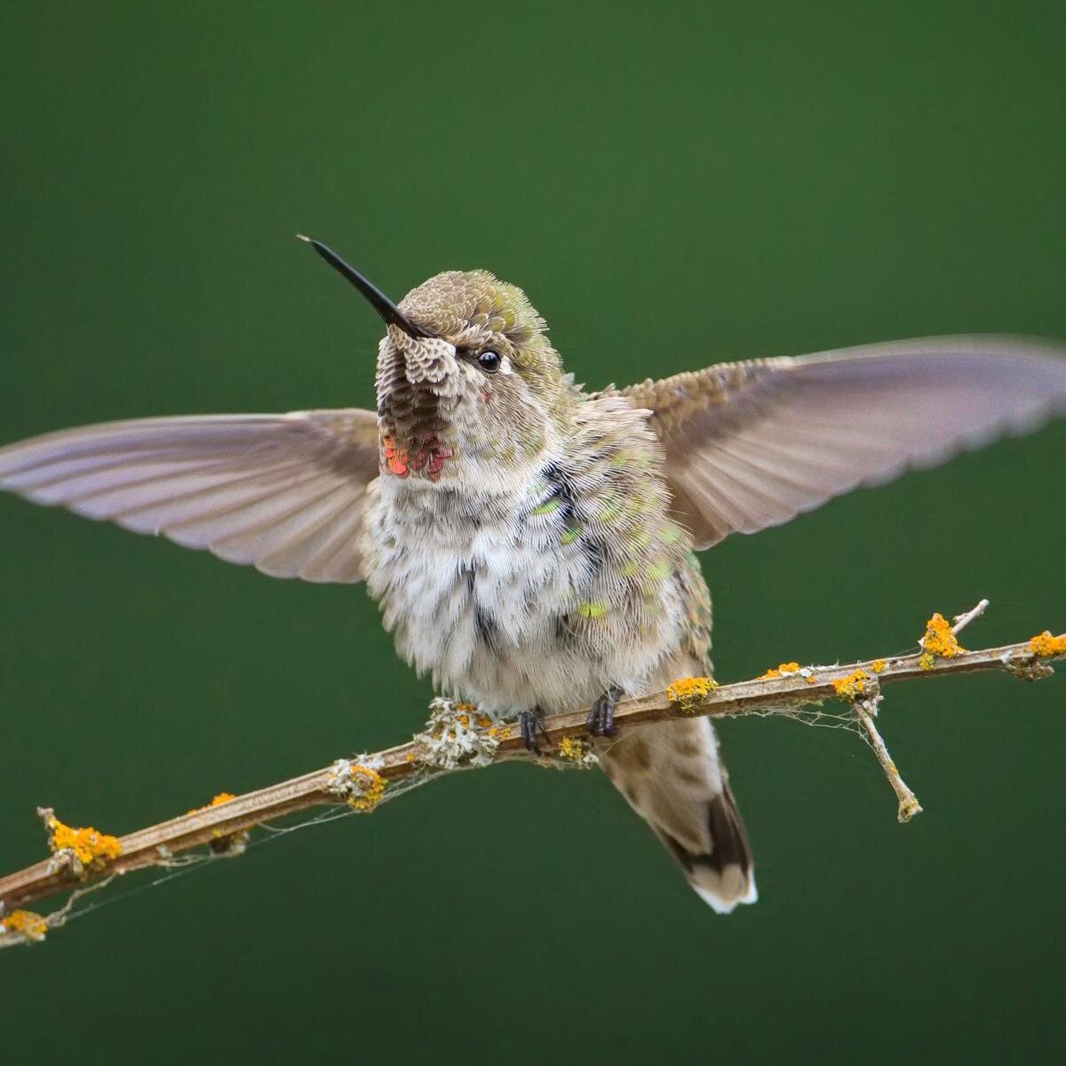 chintudrana's profile picture. 