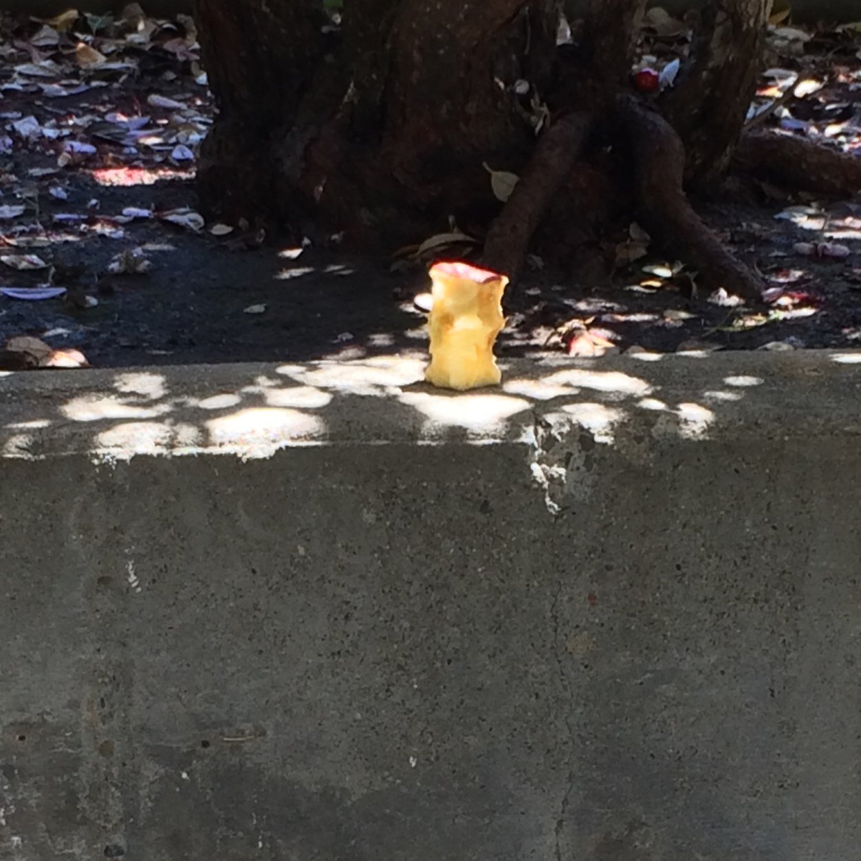 CHS_apples's profile picture. Bitches love apples, apples love bitches. Pics of Campo kids eating apples. Tweet pics to me or send them to chsapples@gmail.com!