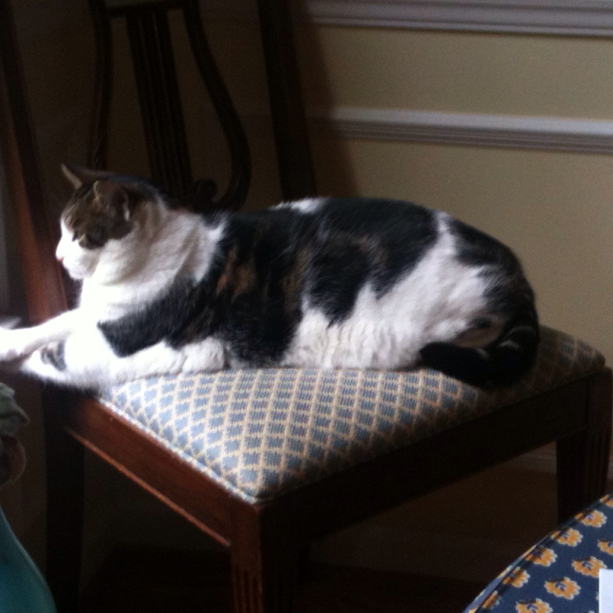 Cutie Pie(2004-2024) #SuperSeniorCatsClub 🌈Hall of Fame 🌈 retired science nerds; 💙 opera, symphony, cats, birds,💙🌊#AcademicsWithCats(-2)& @bsky.social