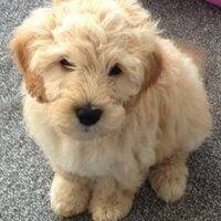 Milton Puppy (@miltonpuppy) 's Twitter Profile