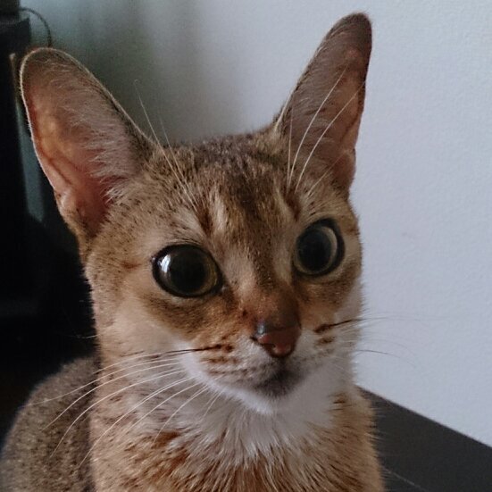 atsushihappy610's profile picture. 好きなものは猫、メロディアス・ロック、洋楽全般(特に80's)、株、洋画、パチンコ、サッカー 嫌いなものは 韓国、中国、北朝鮮 気軽にフォローしてください！  ハッピー　2020年9月11日死去。