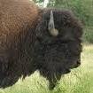 Spreading Buffalo Awareness!