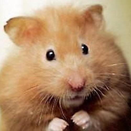 jacklehamster Profile Picture