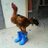 annysitohangg's profile image